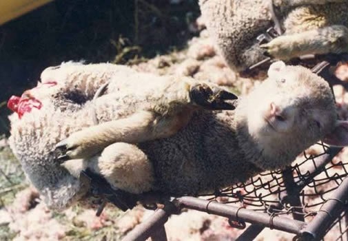 Mulesing