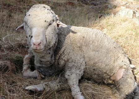 Mulesing